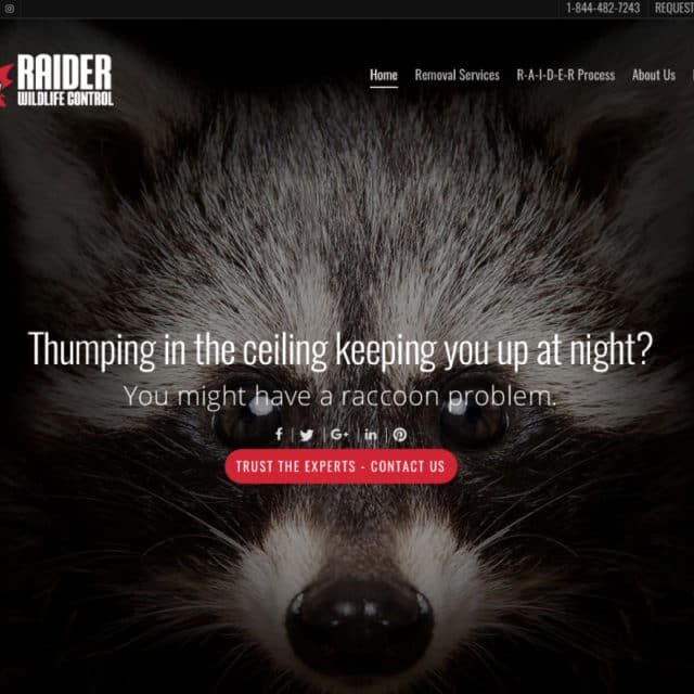 web design hamilton for raider-wildlife